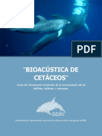Curso bioacústica cetáceos