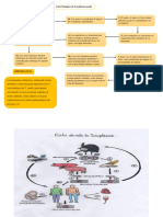 Ciclo de Vida de Toxoplasma 5