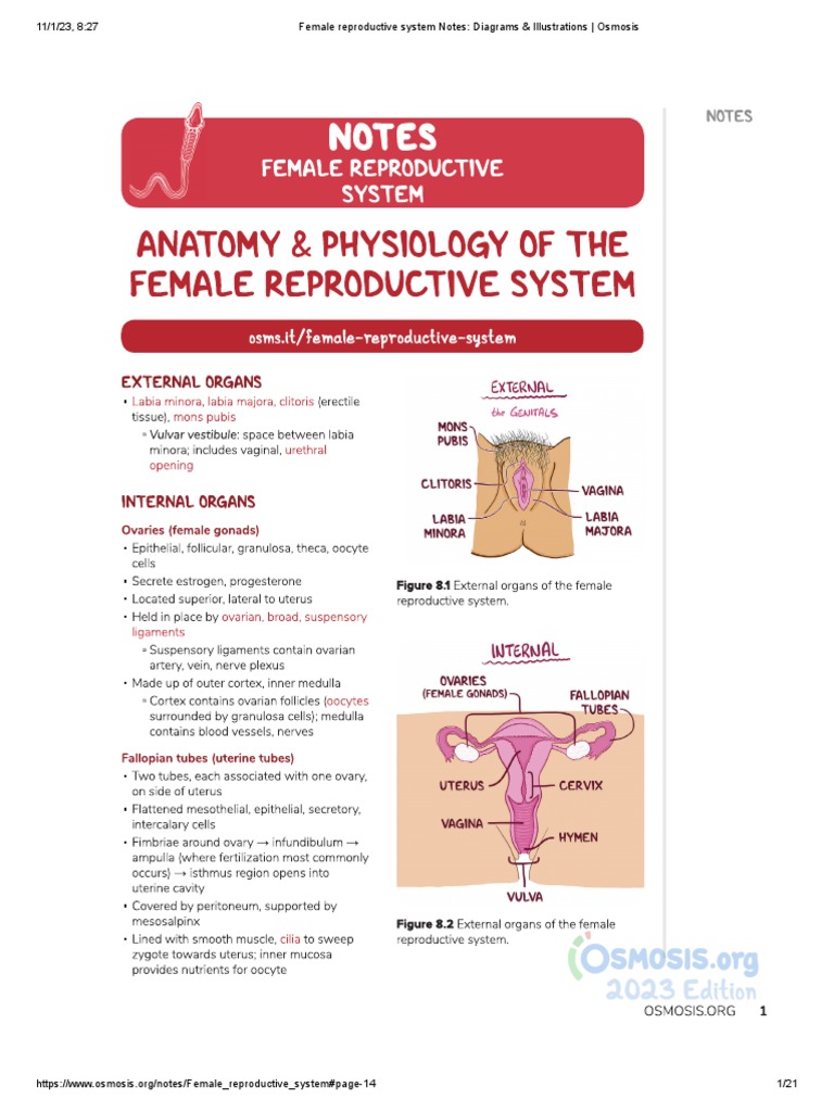 Female Reproductive System Notes - Diagrams & Illustrations - Osmosis ...