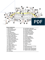 Anatomia en RX Panoramica PAPER