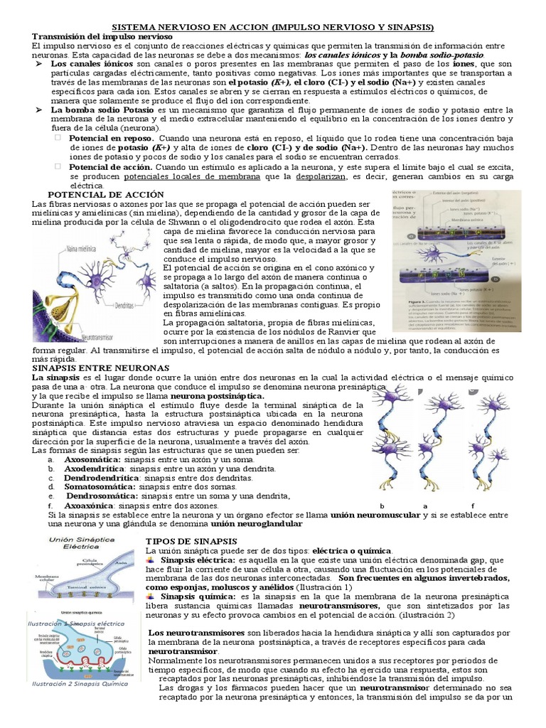 Sistema Nervioso en Accion | PDF | Sinapsis | Potencial de acción