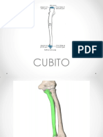 Osteologia de Cúbito y Huesos de La Mano