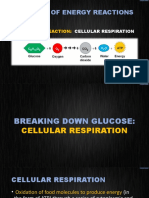 Cellular Respiration