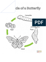 Life Cycle of A Butterfly Coloring Page