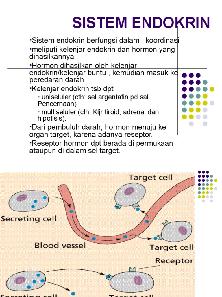 Sistem Endokrin | PDF