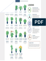 Air purifying plants