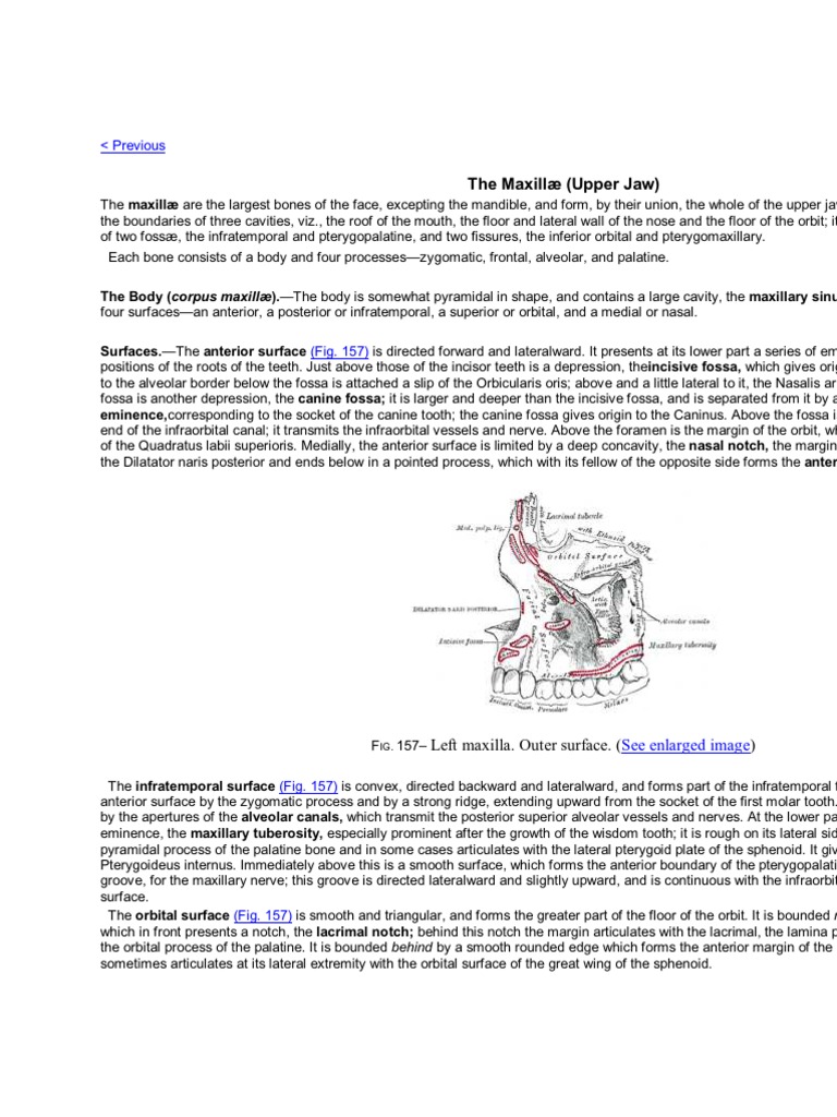 Left Maxilla. Outer Surface. : See Enlarged Image | PDF | Human Head ...