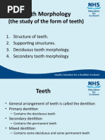 Tooth Morphology Sept 2016