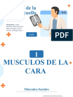 Exposicion Anatomia Musculos de La Cabeza y Cuello