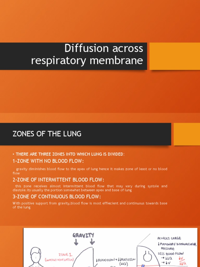 Lung Zones and Gas Exchange Dynamics | PDF | Lung | Breathing