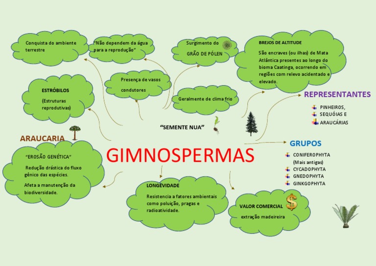 GIMNOSPERMAS Mapa Mental PDF | PDF | Ambiente natural | Geociências