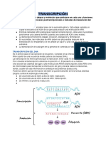 Proceso de Transcripción