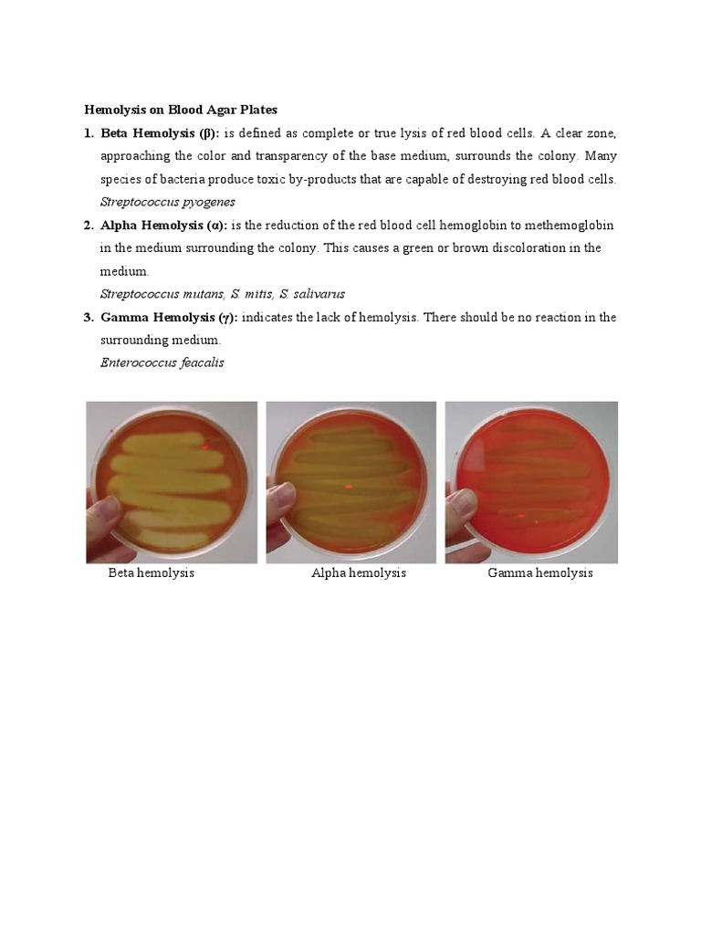 Hemolysis On Blood Agar Plates PDF