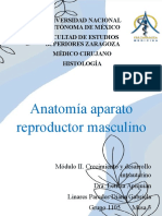 Anatomía aparato reproductor masculino Módulo II