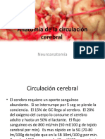 Anatomía de La Circulación Cerebral