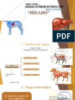 Higado