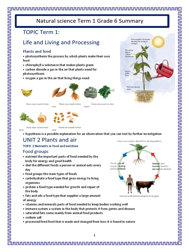 Summary Nstec GR 6 T1 Content | PDF | Foods | Human Body