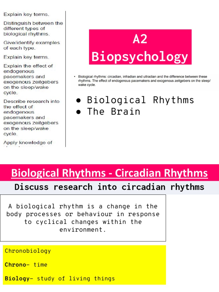 Circadian Rhythms SLIDES | Download Free PDF | Circadian Rhythm | Sleep