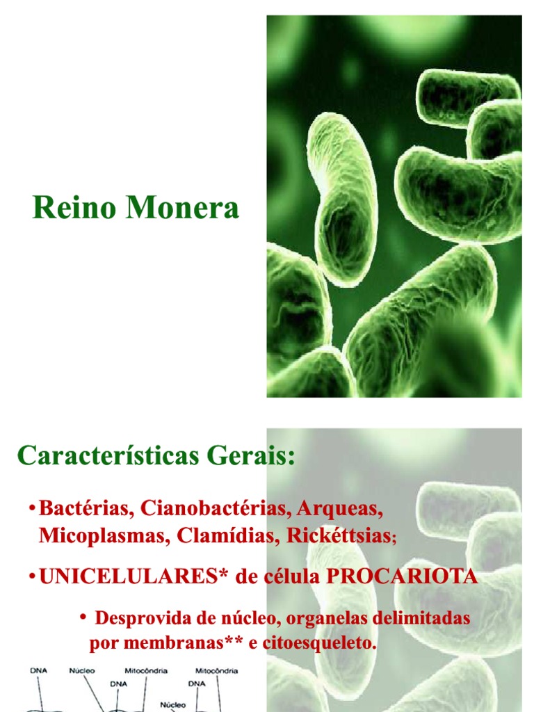 Cite Características Dos Organismos Do Reino Monera