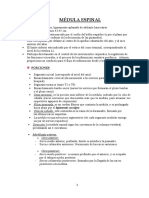 Estructura y funciones de la médula espinal y el tronco del encéfalo