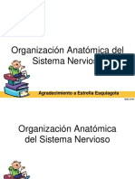 Organización Anatómica Del Sistema Nervioso