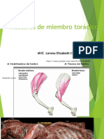 Músculos de Miembro Torácico