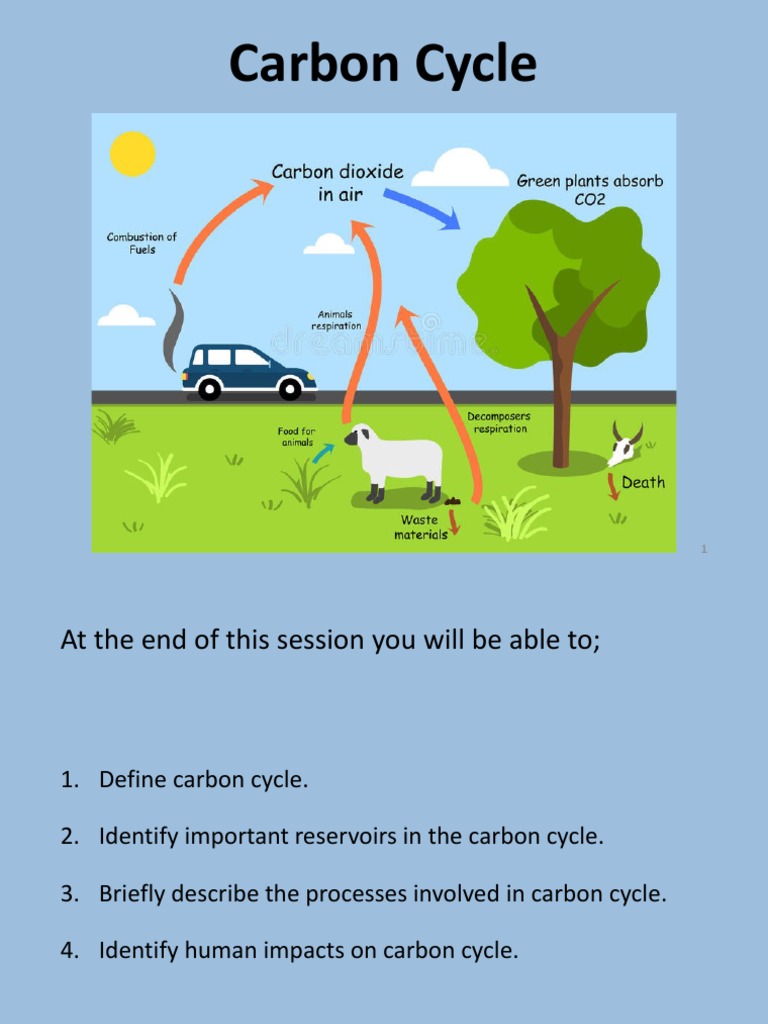 Overview of the Carbon Cycle | PDF | Carbon Cycle | Carbon Dioxide