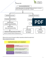 Chapter 16 Cellular Respiration