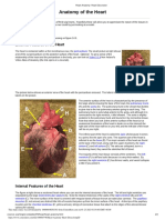Heart Anatomy Heart Dissection PDF