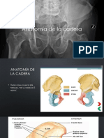 Anatomía de la cadera en