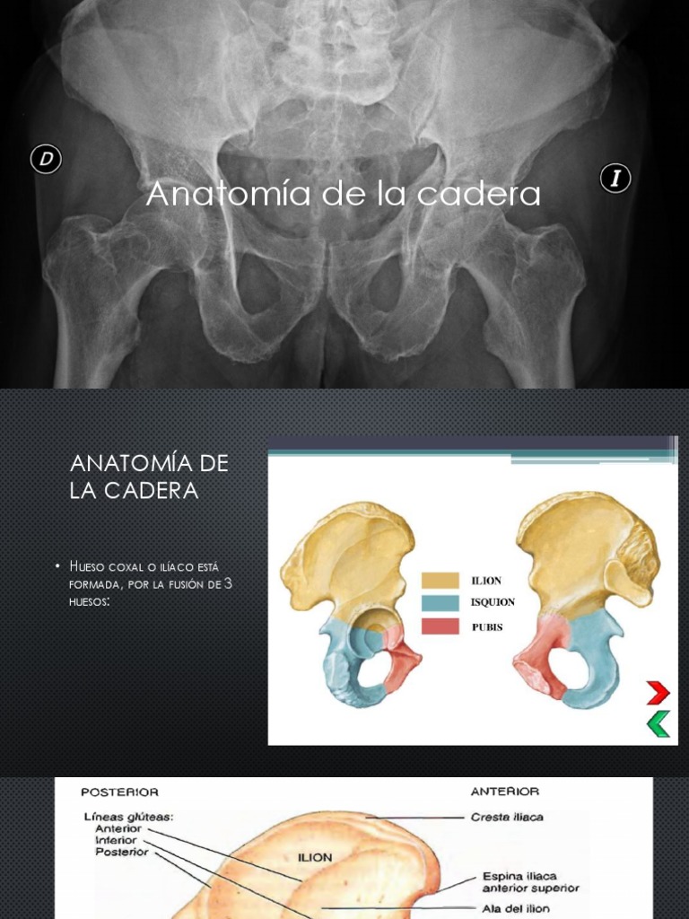 Anatomia Cadera | PDF | Articulación | Rodilla