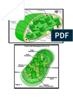 Chloroplast Photosynthesis-File