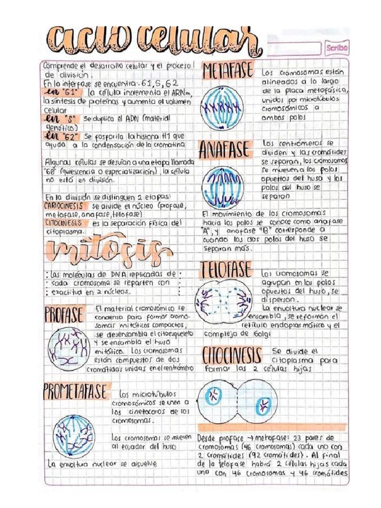 Apuntes Medicina | PDF