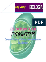 04 FOTOSÍNTESIS - Captación de Energíaa Solar y Almacenamiento en Los Alimentos