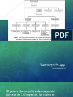 Sarcocystis SPP