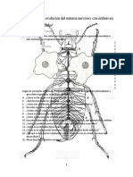 Cuestionario "La Evolución Del Sistema Nervioso, Con Énfasis en Animales Invertebrados"