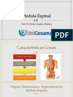 Medula Espinal: Segmentação, Estrutura e Funções