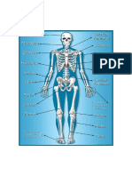 Human Skeleton