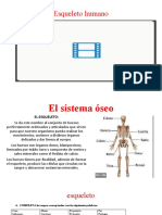 El sistema óseo humano: huesos y funciones