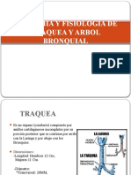 Anatomía y Fisiología de Traquea y Árbol Bronquial