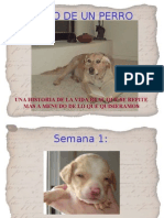 Diario de un perro 2-1814