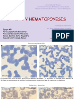 Hematopoyesis Histología