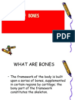 Anatomy of Bones