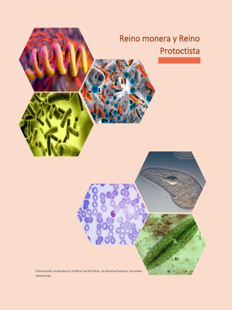 Clasificación de Reinos Monera y Protoctista | PDF | Algas | Biología  Celular)