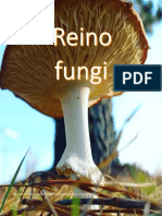 Reino fungi: Características y tipos de hongos