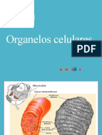 Organelos Celulares