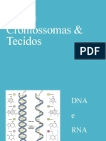 Cromossomas e Tecidos
