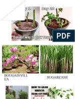 Growing plantlets from sugarcane, moringa and pineapple suckers