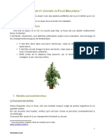 Exercice 2 Ficus Benjamina