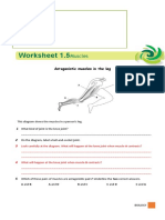 Worksheet 1.4&1.5 Muscles & Joints